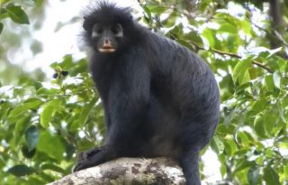 Los investigadores recomiendan clasificar a la especie como 'En peligro' en la Lista Roja de la UICN. Foto: EFE