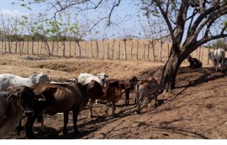 Las subastas ganaderas reportan un incremento en la oferta de animales, ya que los criadores prefieren vender sus reses antes que verlas morir por falta de agua y alimento. Foto. Thays Domínguez