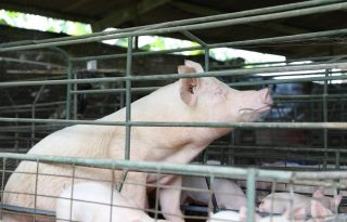 La guía promueve la adopción de prácticas de Producción Más Limpia. Foto: MiAmbiente