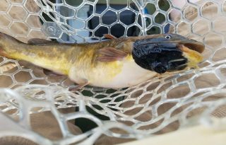 Parece que solo ocurre en peces de mayor tamaño que se encuentran en edad reproductiva. Foto: EFE