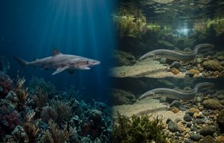 En materia de conservación de especies, se elogió a Madagascar. Imagen generada con IA