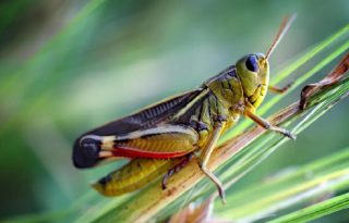 Nuevas especies de insectos desconocidos albergan los bosques tropicales.