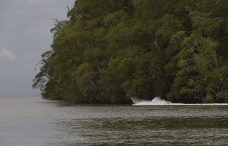 Se está iniciando el proceso para robustecer el marco de gobernanza para  la conservación de manglares. Foto: MiAmbiente