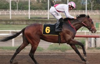 Andros, representante del Stud Dani Sam. Foto: Omar Yerar Batista