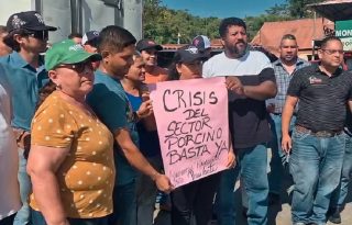 Actualmente existe un excedente estimado de entre 8,000 y 10,000 cerdos, por lo que consideran indispensable la apertura de mercados internacionales. Foto. Thays Domínguez