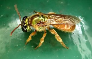 Se cree que las abejas del género Megalopta representan uno de los orígenes más recientes de las sociedades entre las abejas.