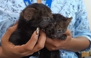 Dos crías de jaguarundi reciben atención veterinaria tras ser rescatadas en Bocas del Toro, luego de que su madre presuntamente muriera en un accidente de tránsito. Foto: cortesía.