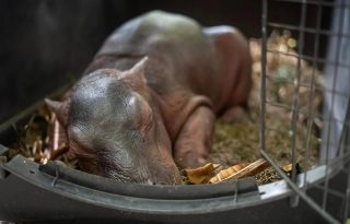 Rescatan un hipopótamo recién bebé tras ser hallado solo y desnutrido en Colombia.