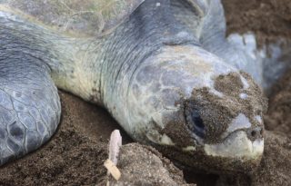 Medidas para proteger a las tortugas. Foto: Cortesía