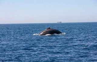 El ruido de las embarcaciones no pasa inadvertido para las ballenas. Foto: MiAmbiente