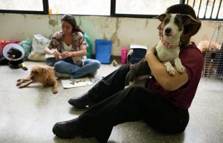 Voluntarias cuidan perros en el Centro de Bienestar Animal (CBA) de Cali. Foto EFE