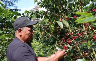 Café de un árbol de Geisha en Boquete (Panamá). Foto: EFE