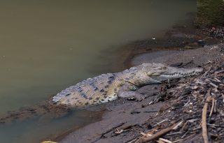 Un cocodrilo en una de los playones de Ciudad de Panamá. Foto: EFE