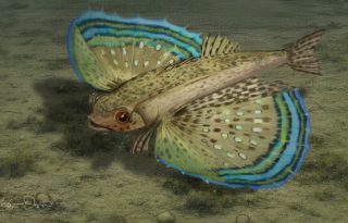 Dactylopterus decrozi. Foto: Cortesía