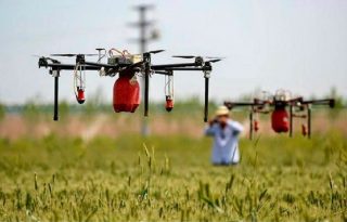 Las pruebas de campo se realizan en fincas arroceras en Chepo y Natá. Foto Ilustrativa