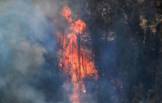 Al menos 100 hectáreas de vegetación natural quedaron calcinadas por un incendio. Foto:EFE/José Jácome.