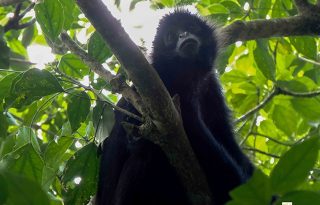 Debemos valorar la presencia de estos animales en nuestros entornos. Foto: FCPP
