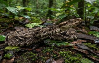 Mordedura de serpiente requiere atención médica. 