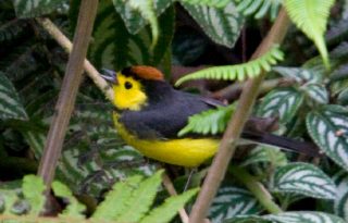 Congresos anteriores han marcado hitos importantes en la política y la práctica de la biodiversidad a nivel mundial. Foto: Cortesía