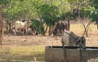 Los ganaderos de Azuero consideran indispensable establecer un plan de acción a corto plazo entre las instituciones del sector agropecuario, asociaciones y productores. Foto. Thays Domínguez