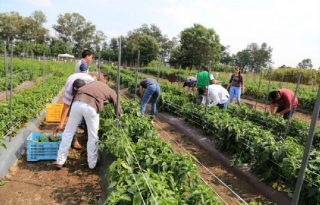 Visualizan la construcción de nuevos modelos de educación agrícola. Foto: Archivo/Ilustrativa