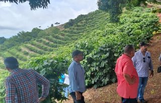 Las plantaciones, con ocho meses de crecimiento, se encuentran próximas a su primera cosecha.