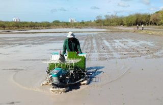Los productores han tenido que sembrar el arroz en las mejores tierras posibles. Foto Cortesía