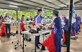 La esterilización es una medida para evitar camadas no deseadas, e incluso prevenir algunas enfermedades en los animales.