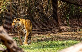 Recinto de los tigres está abierto desde 2011. Foto: Pexels