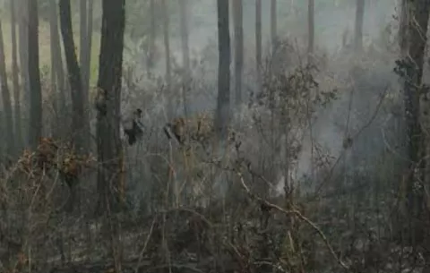 Turistas causan incendio en la reserva forestal de La Yeguada en Calobre