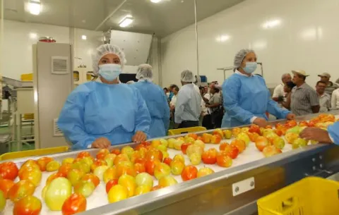 Productores santeños iniciaran la primera entrega de tomate industrial