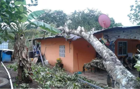 Cae inmeso árbol en residencia de Colón