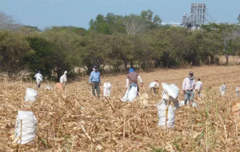 Expanded Canal, opportunity for the development of the agricultural sector