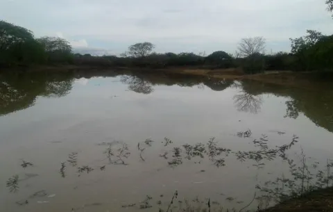 Lluvias benefician al sector ganadero en Los Santos