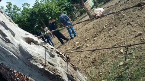 Encuentran toro de raza descuartizado en Perales de Guararé