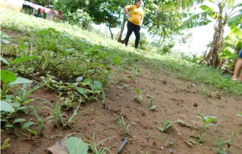 Preocupa plaga de gusanos cogolleros