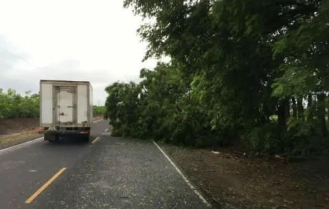 Viento y tormenta provoca caída de árboles en Pedasí