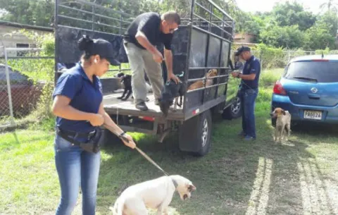 Rescatan a perros en Los Santos y son llevados a desesterilizarlos
