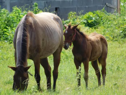 Santeños en alerta ante amenaza de encefalitis equina