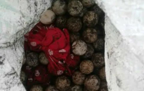 Cinco personas capturadas por decomiso de 800 huevos de tortuga
