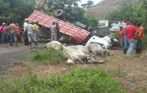 En loma La Yegua, Las Tablas,  camión se vuelca y mueren diez reses
