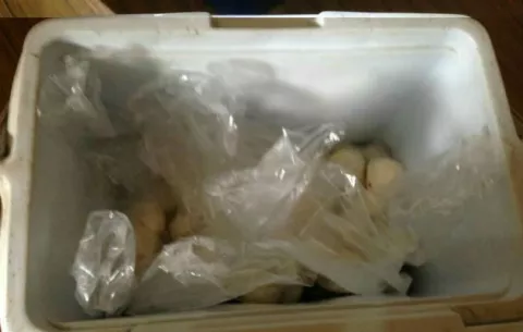 Capturan a sujetos que querían vender huevos de tortuga