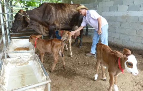 ¡Insólito!, vaca pare trillizos en Agua Buena, Tonosí, en Los Santos