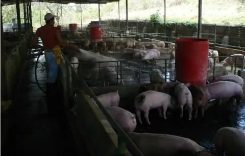 Porcicultores descontentos por creación de decreto nacional