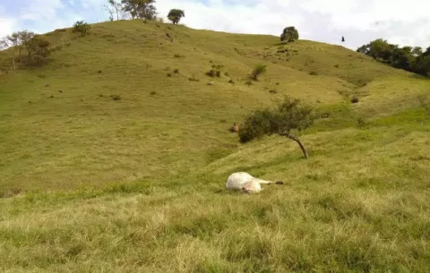 Mueren cinco reses en El Corozal de Macaracas por descarga eléctrica