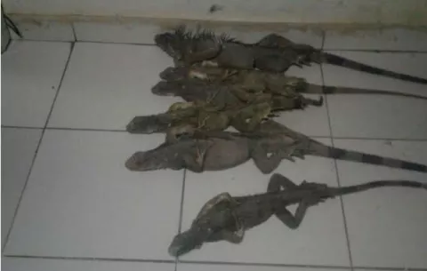 Por seis iguanas los llevan ante el Sistema Penal Acusatorio