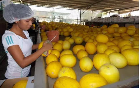 Agroexportadores a la espera de aumento de Promagro en Los Santos