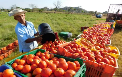 Óptima producción de tomate industrial en la provincia de Los Santos