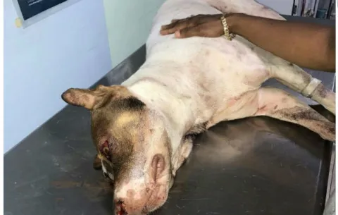 Policía le dispara a pitbull en la cabeza