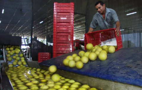 Día de las frutas, en medio de incremento de precios